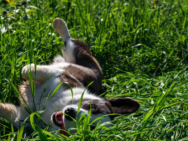 Retrato Cão Corgi Brincando Campo Girassóis Amarelos Sol Brilhante — Fotografia de Stock