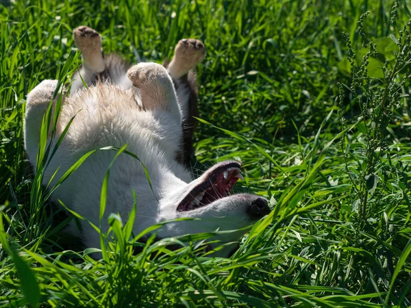 Retrato Cão Corgi Brincando Campo Girassóis Amarelos Sol Brilhante — Fotografia de Stock