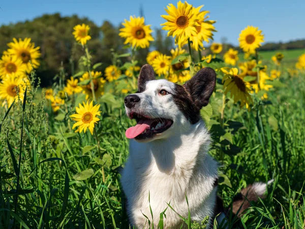 Portretul Unui Câine Corgi Care Joacă Într Câmp Floarea Soarelui — Fotografie, imagine de stoc