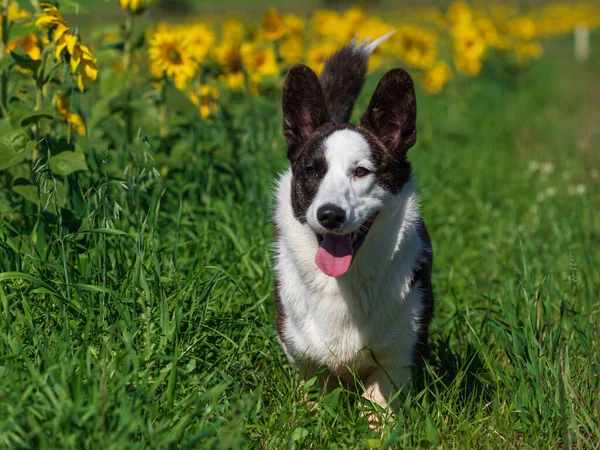 Parlak Güneşin Altında Sarı Ayçiçeği Tarlasında Oynayan Bir Corgi Köpeğinin — Stok fotoğraf