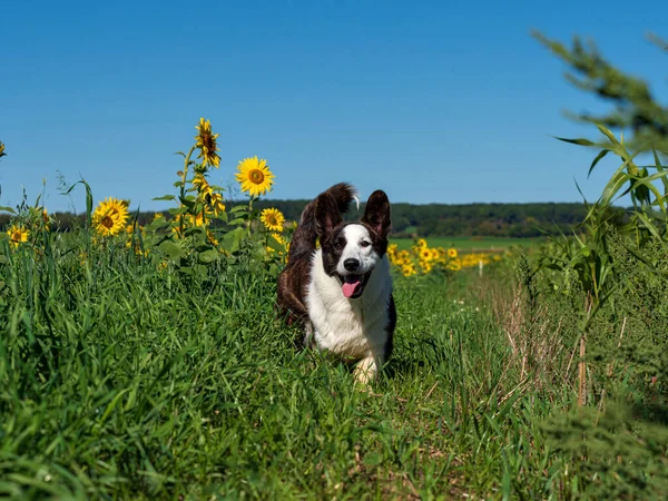 明るい太陽の下で黄色のひまわりのフィールドで遊んでコーギー犬の肖像画 — ストック写真