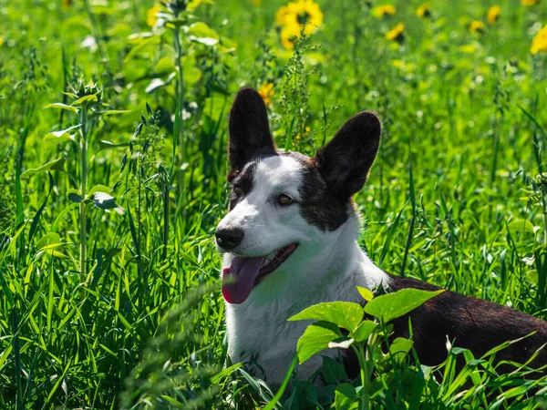Porträt Eines Corgi Hundes Der Einem Feld Aus Gelben Sonnenblumen — Stockfoto