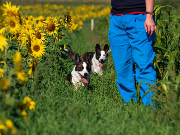 Retrato Perro Corgi Jugando Campo Girasoles Amarillos Bajo Sol Brillante —  Fotos de Stock