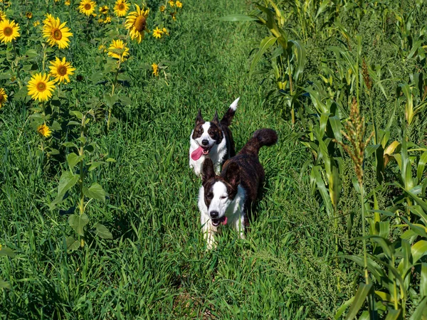 明るい太陽の下で黄色のひまわりのフィールドで遊んでコーギー犬の肖像画 — ストック写真