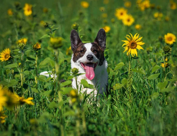 Portretul Unui Câine Corgi Care Joacă Într Câmp Floarea Soarelui — Fotografie, imagine de stoc