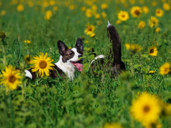 Портрет Корги Собаки Играющей Поле Желтых Подсолнухов Ярком Солнце — стоковое фото
