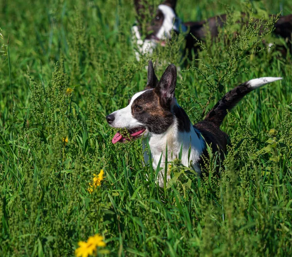 明るい太陽の下で黄色のひまわりのフィールドで遊んでコーギー犬の肖像画 — ストック写真