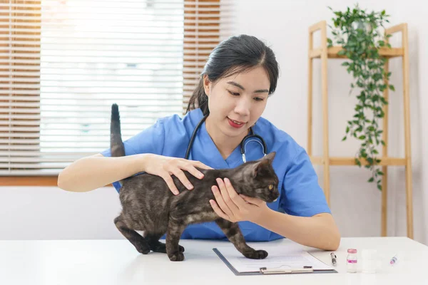 ペットケアの概念 健康猫を調べた後の猫の女性の獣医の遊びと撫でる毛皮 — ストック写真