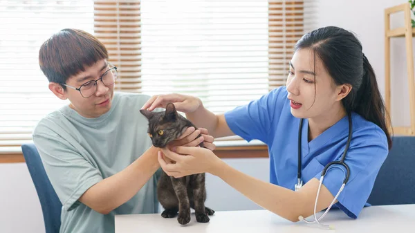 Pet care concept, Female veterinary is examining the cat on examination table in vet clinic.