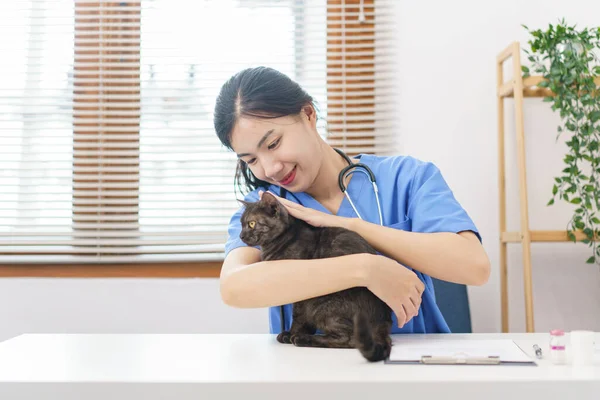ペットケアの概念 健康猫を調べた後の猫の女性の獣医の遊びと撫でる毛皮 — ストック写真