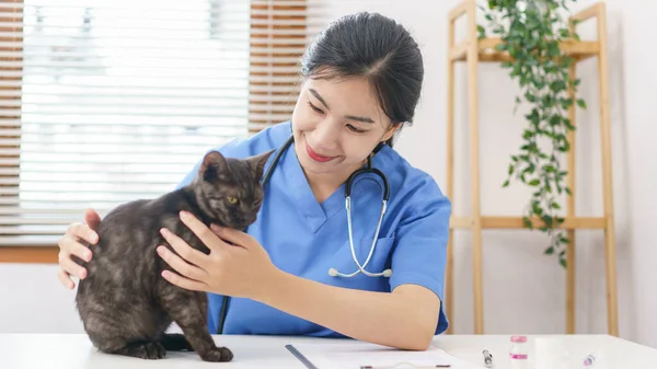 ペットケアの概念 健康猫を調べた後の猫の女性の獣医の遊びと撫でる毛皮 — ストック写真