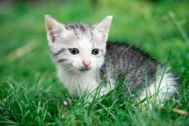 Yeşil çimlerin üzerinde küçük bir kedi yavrusu. Yüksek kalite fotoğraf