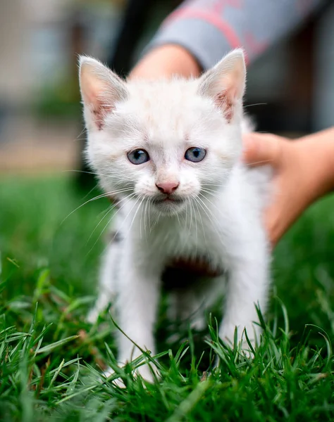 Mały Kotek Tle Zielonej Trawy Wysokiej Jakości Zdjęcie — Zdjęcie stockowe