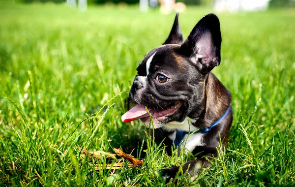 Francia Bulldogkutya. A zöld fűben fekszik. A kutya 5 hónapos. — Stock Fotó