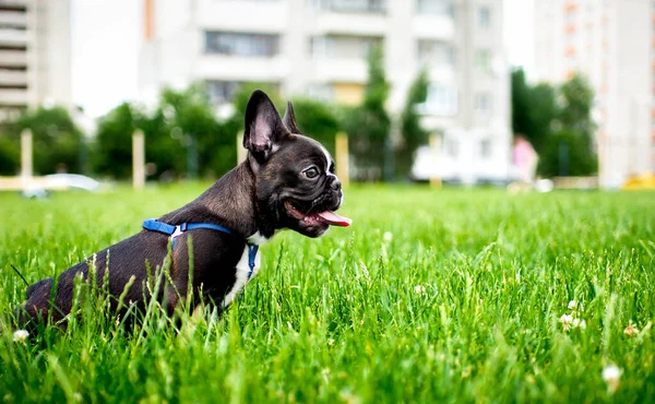 Bouledogue français. Il se tient dans l'herbe verte. Le chien a 5 mois — Photo