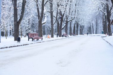 Park et. Kış. Ormanda karla kaplı ağaçlar. Parkta yürüyüş yolu. 