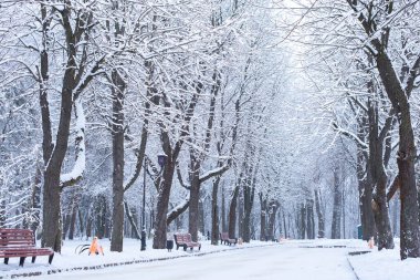 Park et. Kış. Ormanda karla kaplı ağaçlar. Parkta yürüyüş yolu