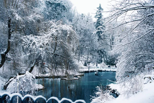Winter. Beautiful park. A small lake. Many trees are covered with snow — Stock Photo, Image
