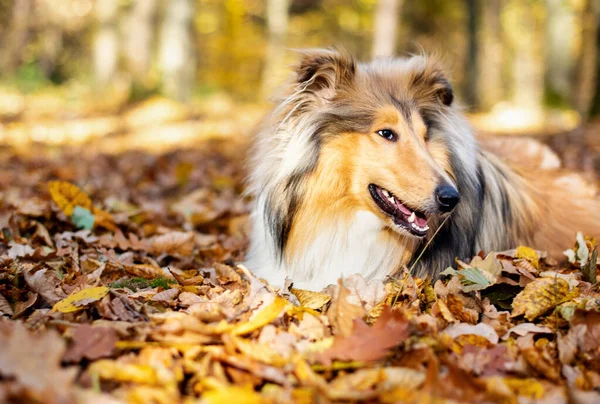 Bellissimo cane collie ruvido. Un anno. Il cane è sdraiato in una foglia. Sullo sfondo della foresta. — Foto Stock