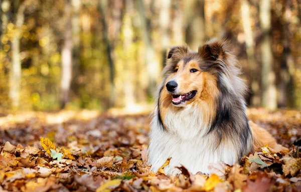 Bonito cão de collie áspero. Um ano. O cão está deitado numa folha. No contexto da floresta. — Fotografia de Stock