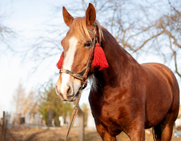 Bel cavallo marrone su uno sfondo di cielo e alberi — Foto Stock