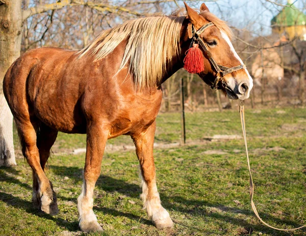 Belo cavalo marrom em um fundo de grama verde. Ele olha para longe. — Fotografia de Stock