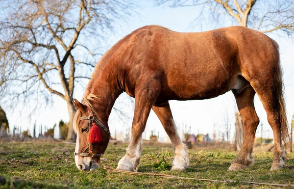 Красивая коричневая лошадь на фоне голубого неба и зелени. Он стоит в полном росте и ест траву — стоковое фото