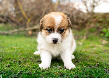 Yeşil çimlerin üzerinde küçük bir köpek yavrusu. O bir aylık. Şirin köpeğin üç renkli bir rengi var..