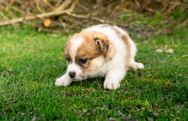 Cachorrito sobre un fondo de hierba verde. Tiene un mes de edad. Lindo perro tiene un color tricolor. — Foto de Stock