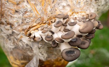 Yeşil çimenlerin üzerinde istiridye mantarları. Evde yetişme süreci. Mantarlar samanlıkta yetişir.