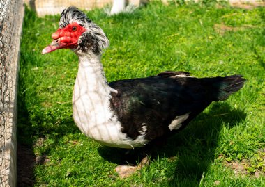 Misk ördeği bahçede yürüyor. Yeşil çimenli bir arka planda ördek. Bulanık arka plan ördekleri evde üretiyor. Tarım.