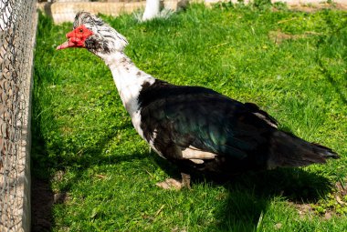 Misk ördeği bahçede yürüyor. Yeşil çimenli bir arka planda ördek. Bulanık arka plan ördekleri evde üretiyor. Tarım.
