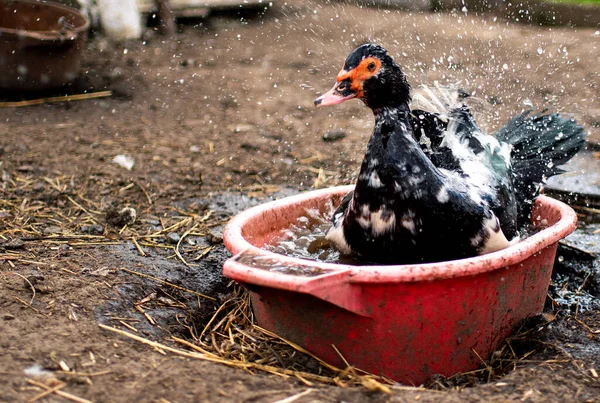 En muskulös anka som badar och skakar av sig vattnet. suddig bakgrund — Stockfoto