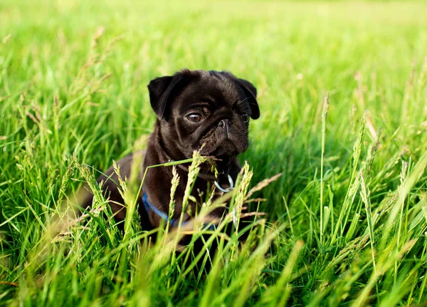 Portrait. Pug dog. The puppy is two months old. Black pug on a background of green grass. High quality photo