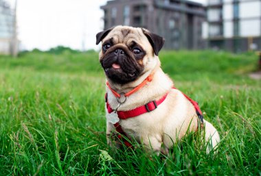 Açık renkli pug dog. Bulanık yeşil çimenlerin ve evlerin arka planındaki köpek. Yüksek kalite fotoğraf