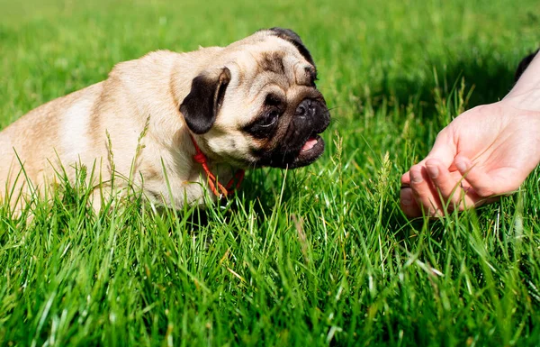 Pug dog of light color. Dog on a background of blurred green grass. The dog is fed by hand. High quality photo