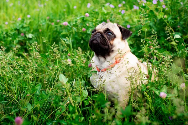 Cão Pug Cor Clara Cão Fundo Grama Verde Borrada Flores — Fotografia de Stock