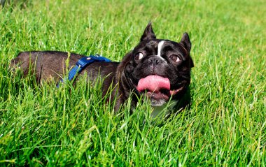 Fransız bulldog bulanık otların arka planında yatar. O, diliyle burnunu yalıyor. Yüksek kalite fotoğraf