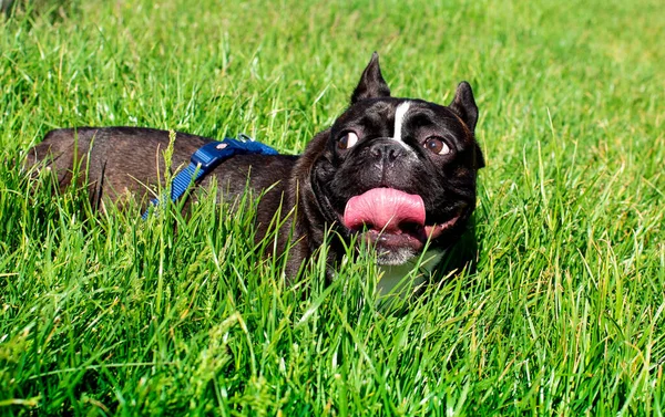 Bulldog Francese Trova Uno Sfondo Erba Sfocata Lecca Muso Con — Foto Stock