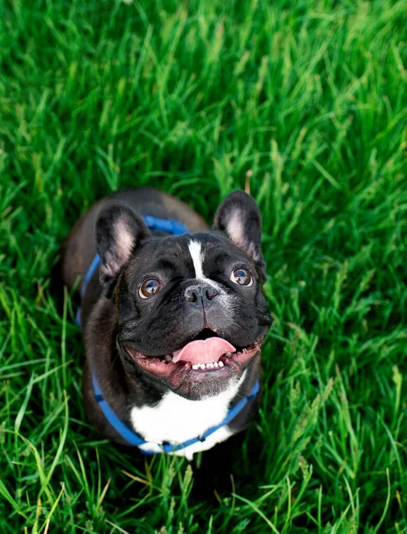 Franse Bulldog Een Achtergrond Van Wazig Groen Gras Het Donker — Stockfoto