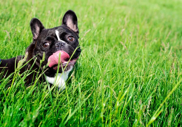 Bouledogue Français Trouve Sur Fond Herbe Floue Lèche Museau Avec — Photo