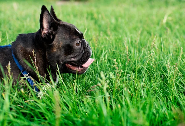 Bulldog Francese Trova Uno Sfondo Erba Sfocata Lecca Muso Con — Foto Stock