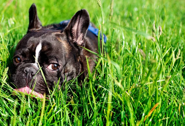 法国斗牛犬躺在一片模糊的草地上 他用舌头舔鼻涕 高质量的照片 — 图库照片