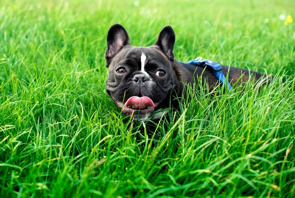 Francia Bulldog Fekszik Háttérben Homályos Nyelvével Nyalogatja Orrát Kiváló Minőségű — Stock Fotó