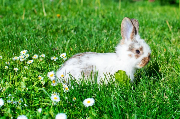 Little white rabbit on a background of blurred green grass. The rabbit is one month old. High quality photo