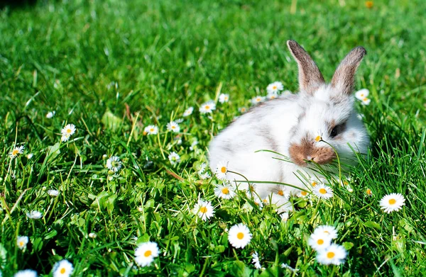 一只白色的小兔子 背景是模糊的绿草 这只兔子只有一个月大 高质量的照片 — 图库照片