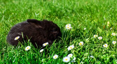 Siyah tavşan bulanık yeşil çimenlerin arka planında oturur. Küçük tavşan bir aylıktır. Yüksek kalite fotoğraf