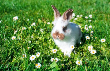 Bulanık yeşil çimenlerin üzerinde küçük beyaz bir tavşan. Tavşan bir aylık. Yüksek kalite fotoğraf