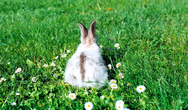 Little white rabbit on a background of blurred green grass. He turned his back to the camera. The rabbit is one month old. High quality photo