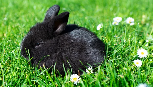 Conejo Negro Sienta Sobre Fondo Hierba Verde Borrosa Conejito Tiene —  Fotos de Stock